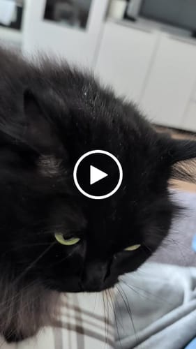 Customer video review of THC Spacejellies Vollspektrum