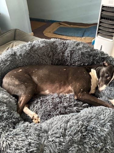 Customer photo review of GIANT Super Plush Donut Bed