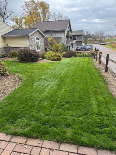 Customer photo review of Elite Lawn Mix