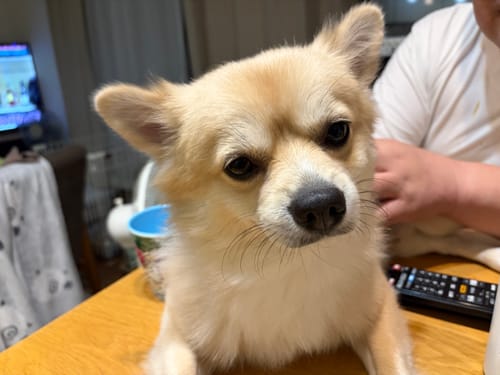 Customer photo review of FunFunPet 高機能ハーネス（お名前タグ作成サービス付き）