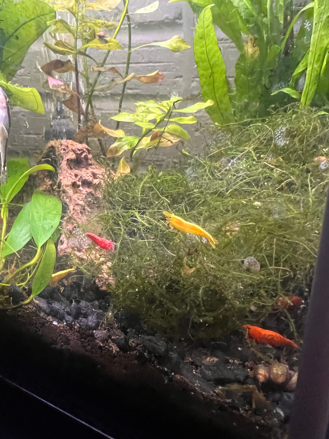 Customer photo review of Neon Yellow Shrimp "NEW"