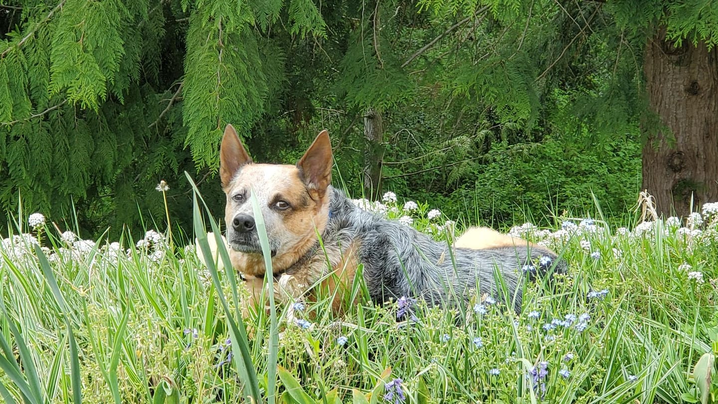 Customer photo review of BUY 2 BAGS & SAVE iHeartDogs Allergy & Itch Relief Chews for Dogs
