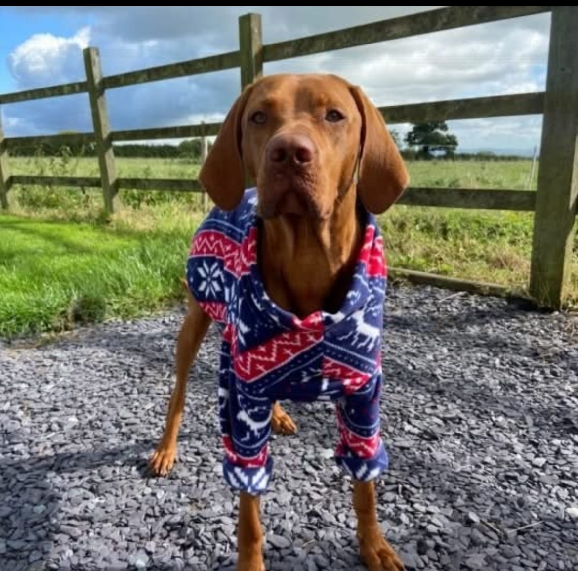Customer photo review of Navy and Red Reindeer Anti Pill Polar Fleece Fabric