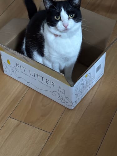 Customer photo review of 1 Month Supply – 1 Cat
