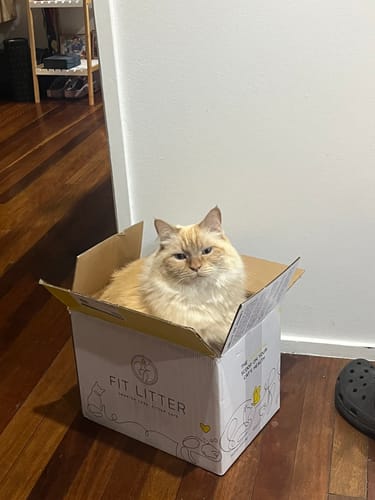 Customer photo review of 1 Month Supply – 2 Cat