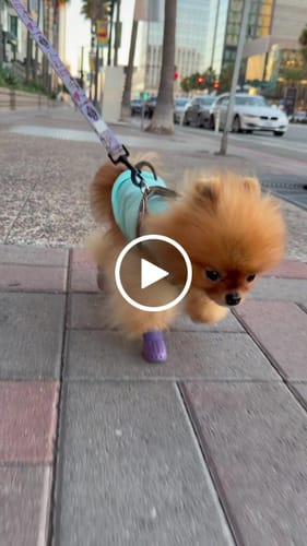 Customer video review of WagWellies® Mojave