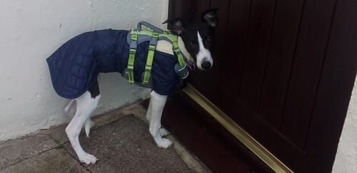 Customer photo review of Quilted Greyhound / Whippet Coat / Italian Greyhound