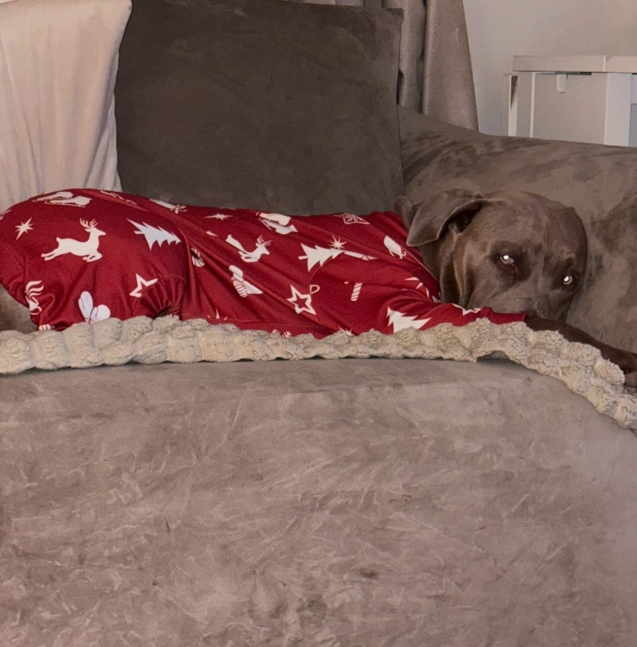 Customer photo review of Dog Christmas Pajama - Red Cheer
