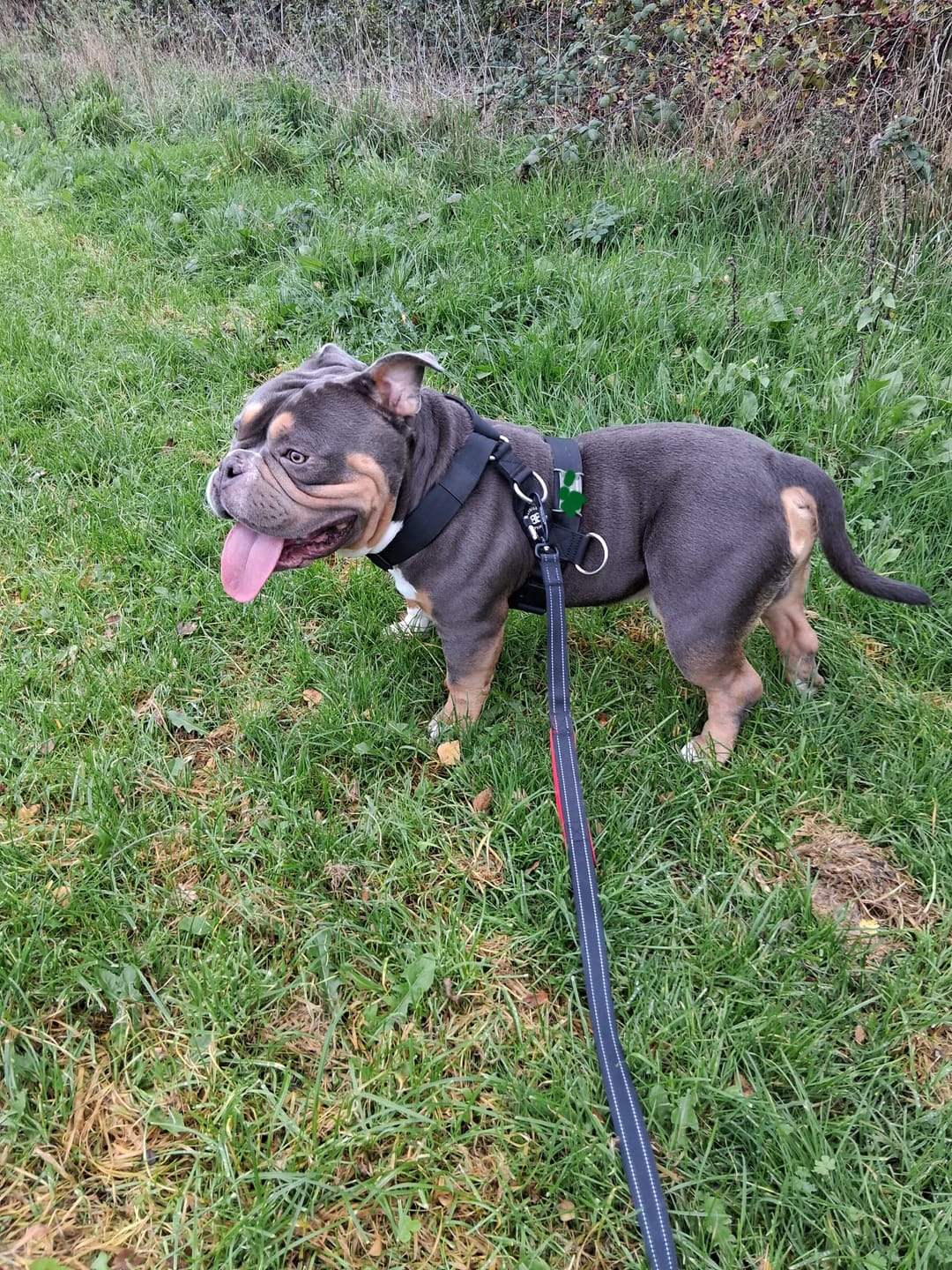 Customer photo review of Training Anti Pull TRI-Harness® | M-XL Breeds - Black