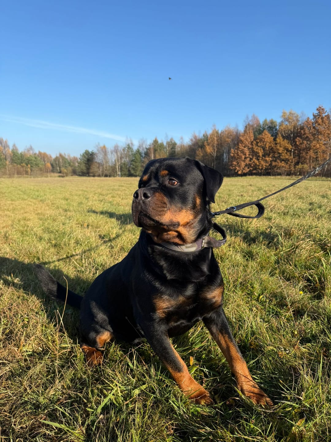 Customer photo review of Smycz przepinana z dodatkową raczką - Multi Guard Leash Camo Black