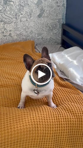 Customer video review of Chainfly Collar