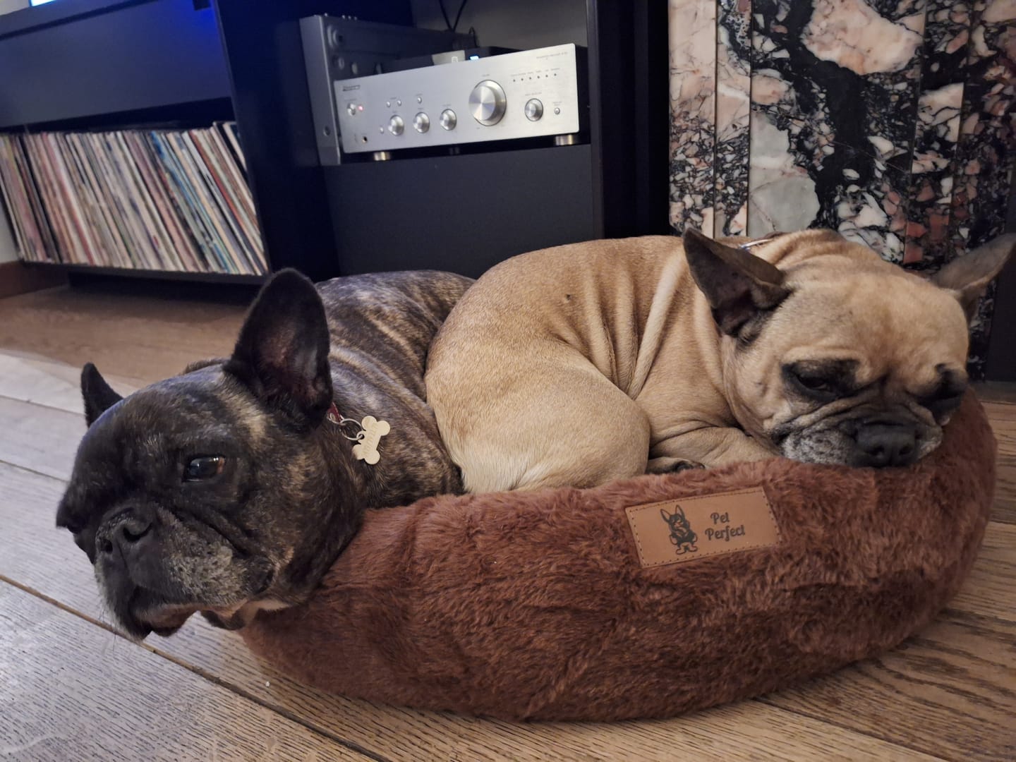 Customer photo review of Pet Perfect Hoes voor Orthopedische Donutmand - EXCLUSIEF VULLING