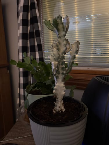 Customer photo review of Euphorbia Lactea Variegata | White Ghost Euphorbia