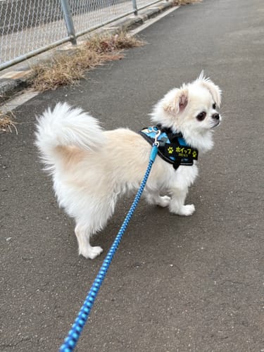 Customer photo review of FunFunPet 高機能ハーネス（お名前タグ作成サービス付き）