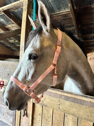 Customer photo review of Candy Pink Horse Halter - iCavalos