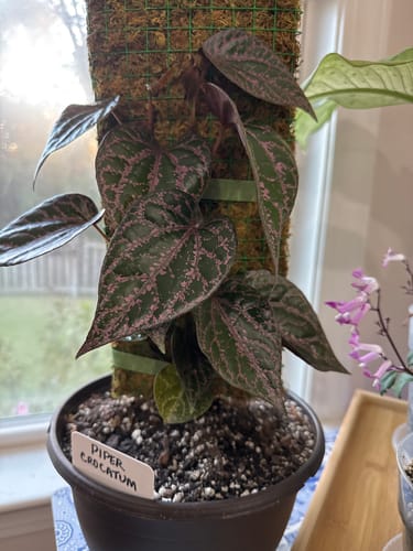 Customer photo review of Piper Crocatum