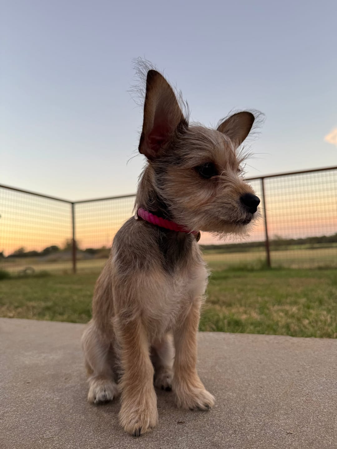 Customer photo review of Magenta Ombre Cotton Rope Cat & Dog Collar