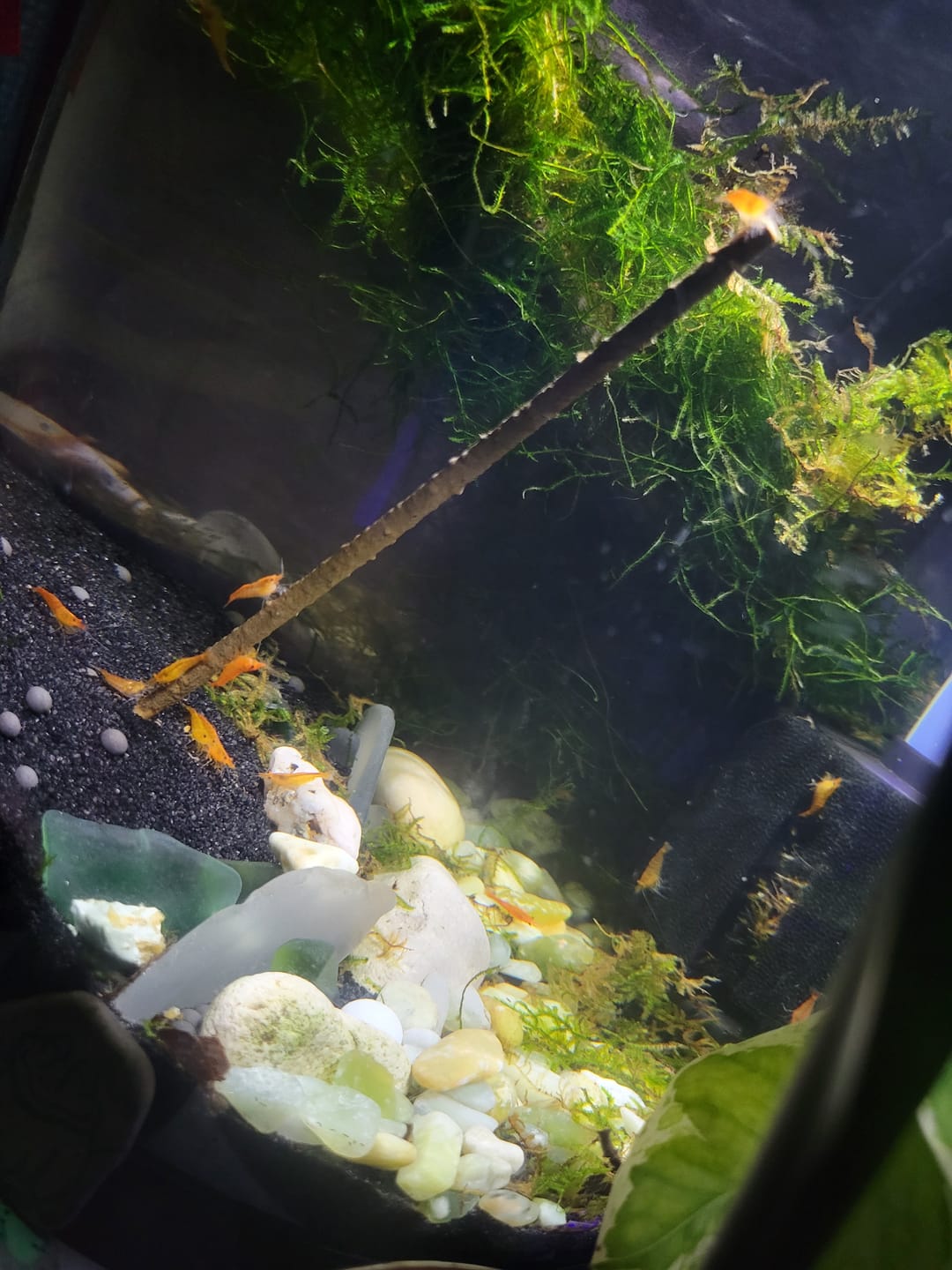 Customer photo review of Orange Sunkist Shrimp