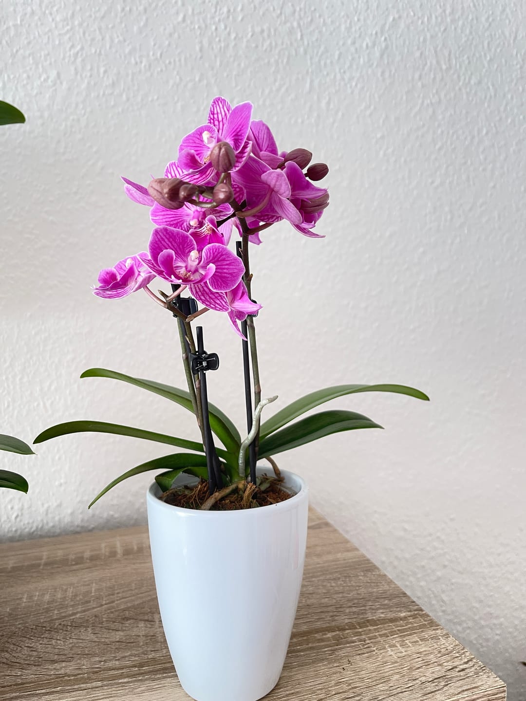 Customer photo review of Table Dance Caracas mit violett-gestreiften Blüten und 2 Rispen