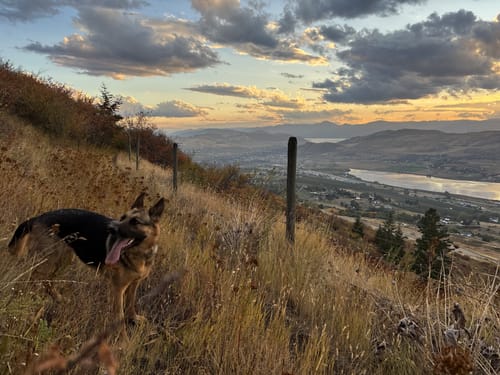 Customer photo review of WellyTails® Daily Joint & Wellbeing - for Medium and Large Dogs