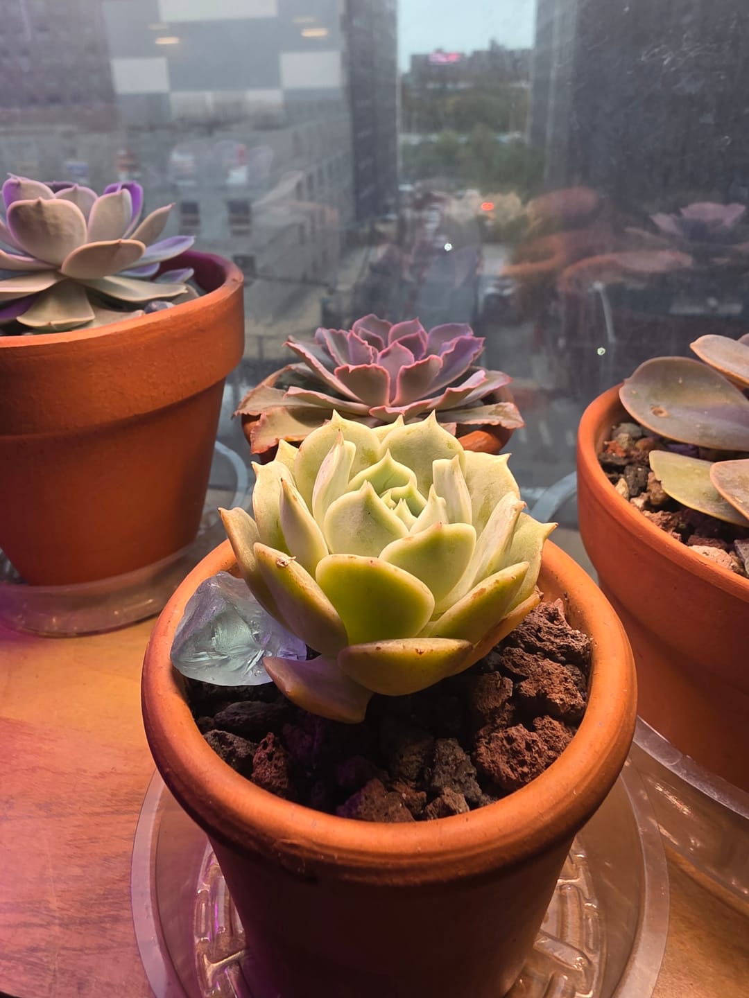 Customer photo review of Echeveria - Lola