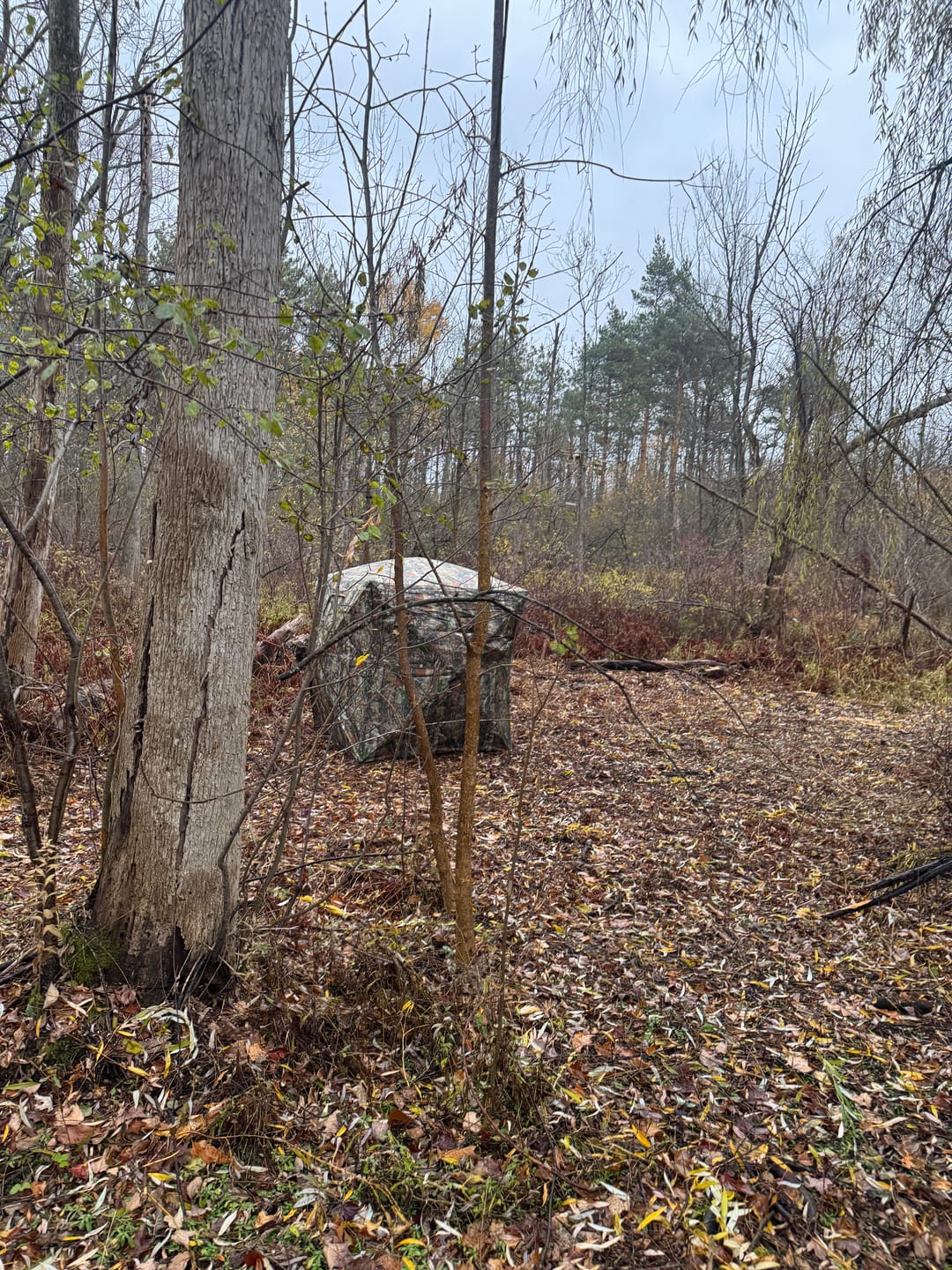 Customer photo review of Vis Series See Through Hunting Blind, Pop Up Ground Deer Blind