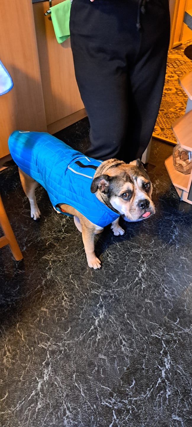 Customer photo review of Emmalove - Wasserdichte Hundeweste