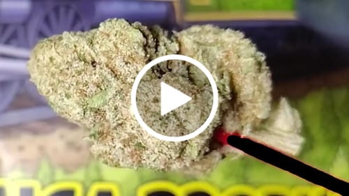 Customer video review of Acapulco Gold THCA Flower