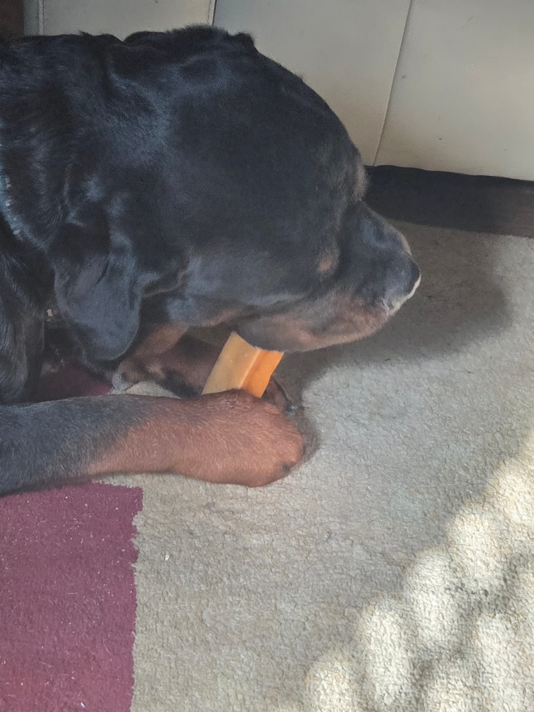 Customer photo review of Himalayan Yak Chew (EXTRA LARGE)