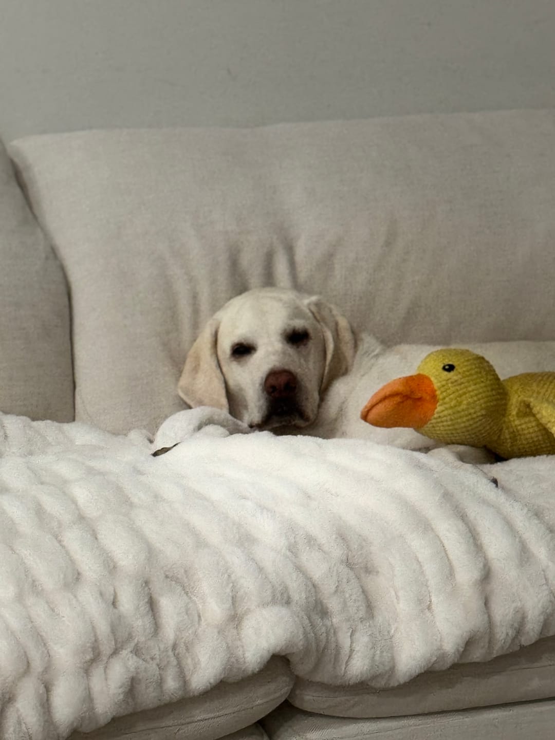 Customer photo review of Calming Duck