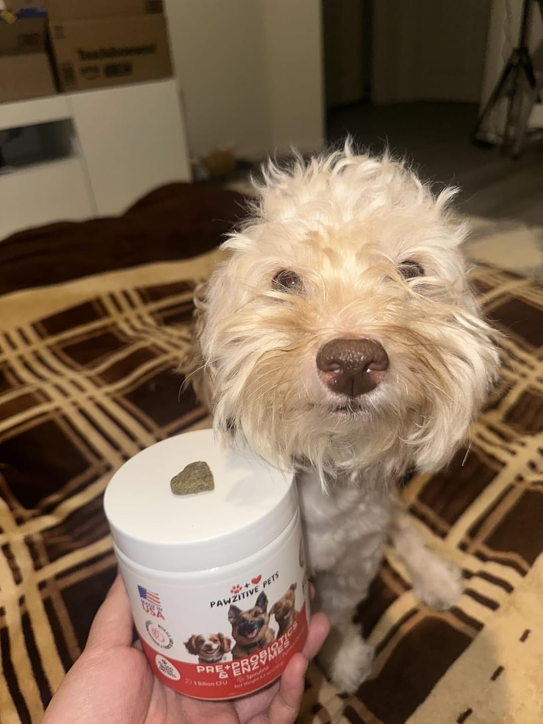 Customer photo review of Probiotics for Dogs Digestive Health