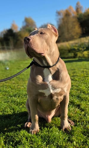 Edyta K. review of Slip Training Lead | Anti Pull & No Choking -  Black image 1 out of 1