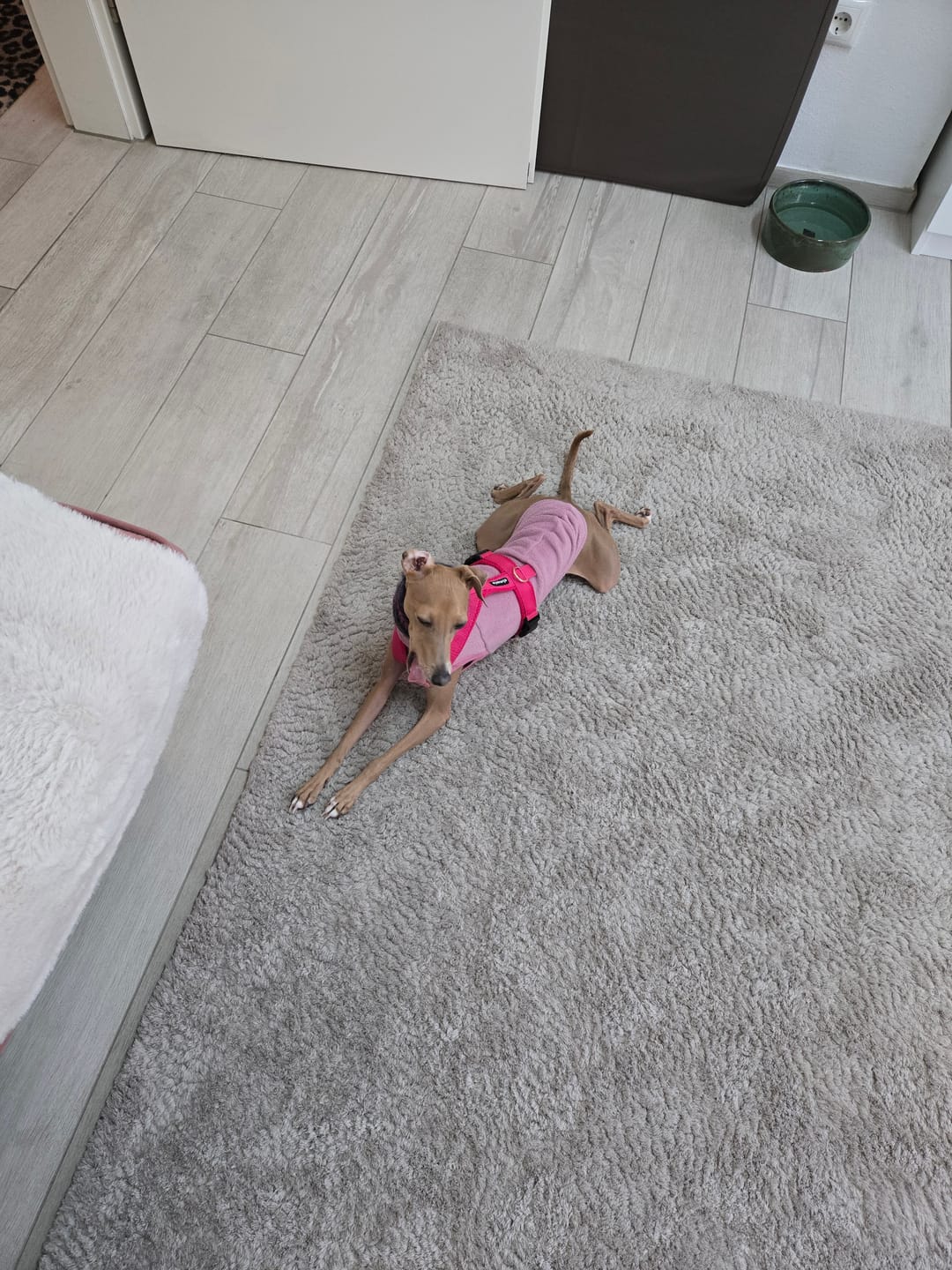Customer photo review of Windhundgeschirr FUN Welpe/Windspiel "Flamingo Pink"
