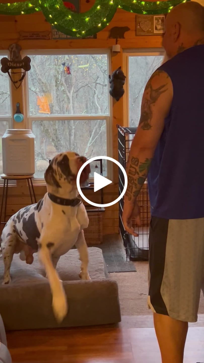 Customer video review of 6 Inch Monster Bully Stick