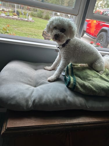 Customer photo review of Vision Clarity/Cataracts Support Formula for Dogs, 30-Day Supply