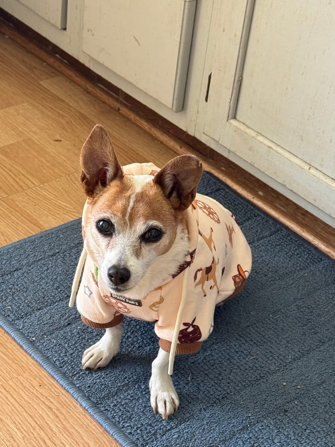 Customer photo review of Rodeo Dog Hoodie