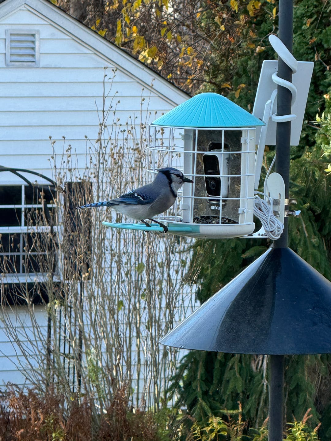 Customer photo review of Birdfy Shield - Bird Feeder Shield
