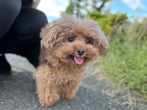 Customer photo review of FunFunPet 高機能ハーネス（お名前タグ作成サービス付き）