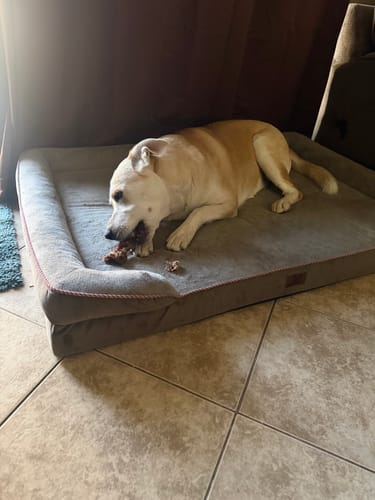 Customer photo review of Ostrich Foot Bone (7" x 3.5"): The Flavorful & Long-Lasting Chew for Medium to Large Dogs