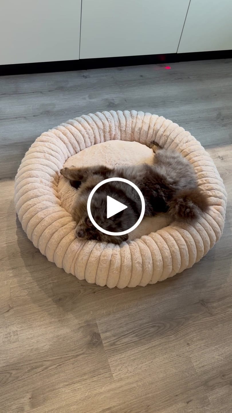 Customer video review of Pet Perfect Hoes voor Orthopedische Donutmand - EXCLUSIEF VULLING