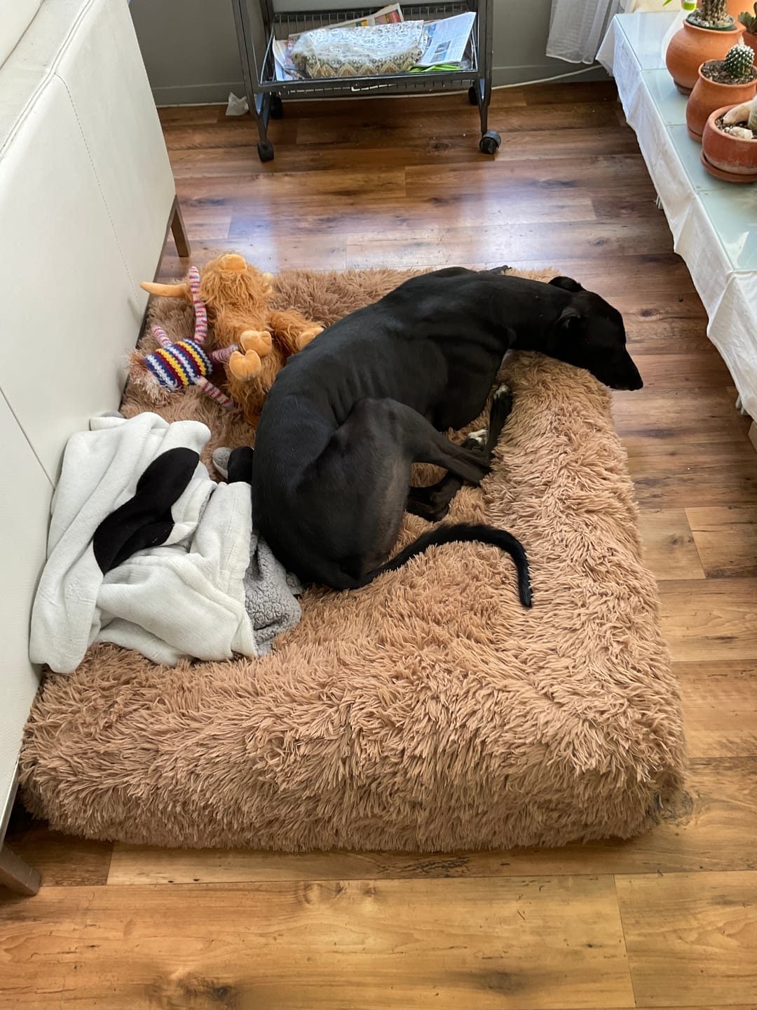 Customer photo review of Orthopaedic Memory Foam Bed