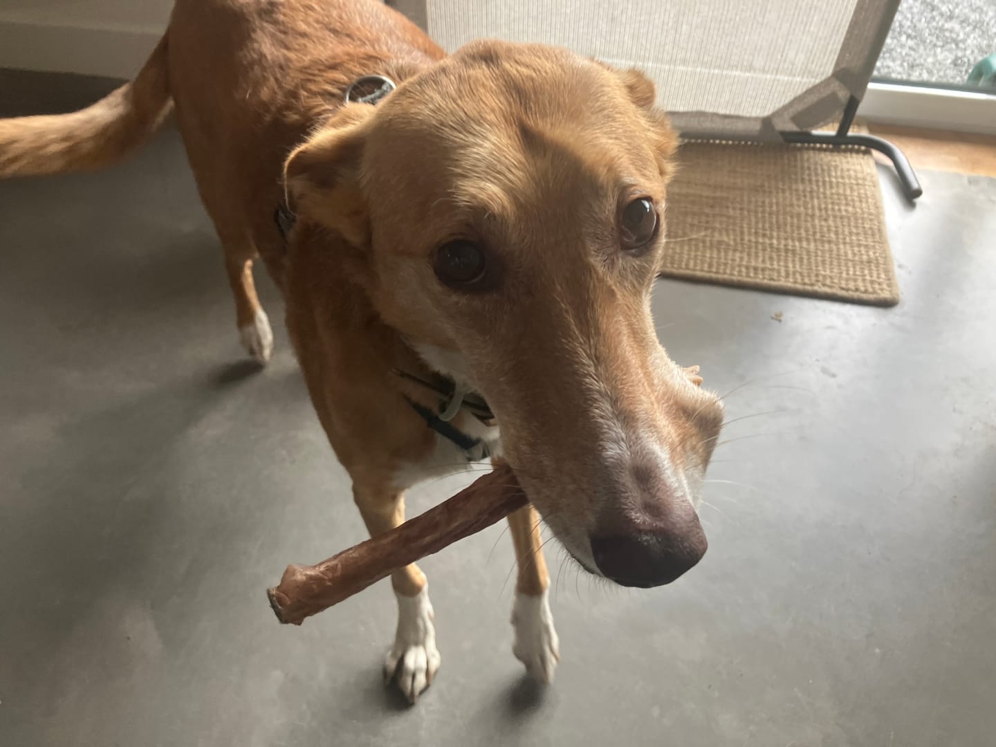 Customer photo review of 6 Inch Beef Jerky Strip