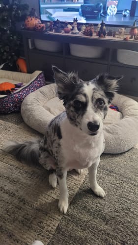 Customer photo review of Long-Lasting Yak Chews — 6 Flavor Pack