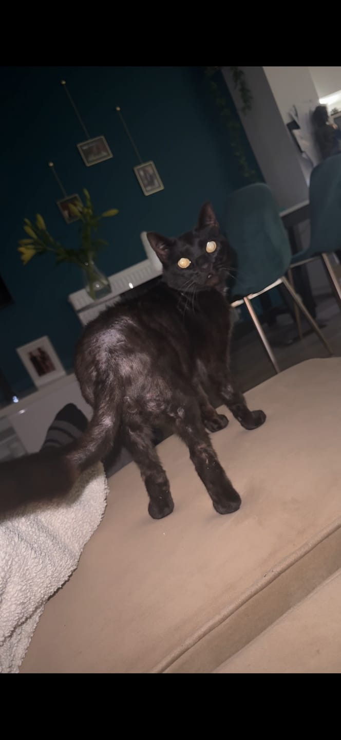 Customer photo review of Cat Duo Pack