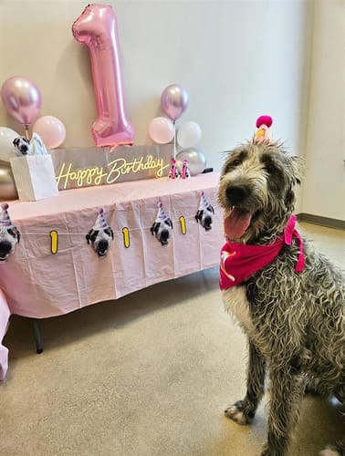 Customer photo review of Personalized Dog Party Pack