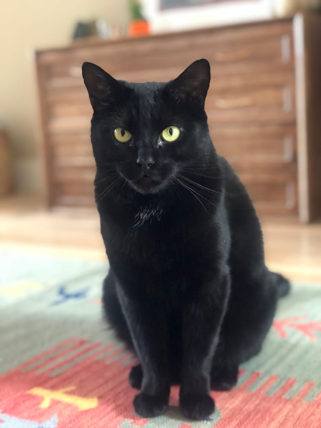 Customer photo review of Abonnement Croquettes Bio Chat Stérilisé - Poulet & Citrouille (-15%)