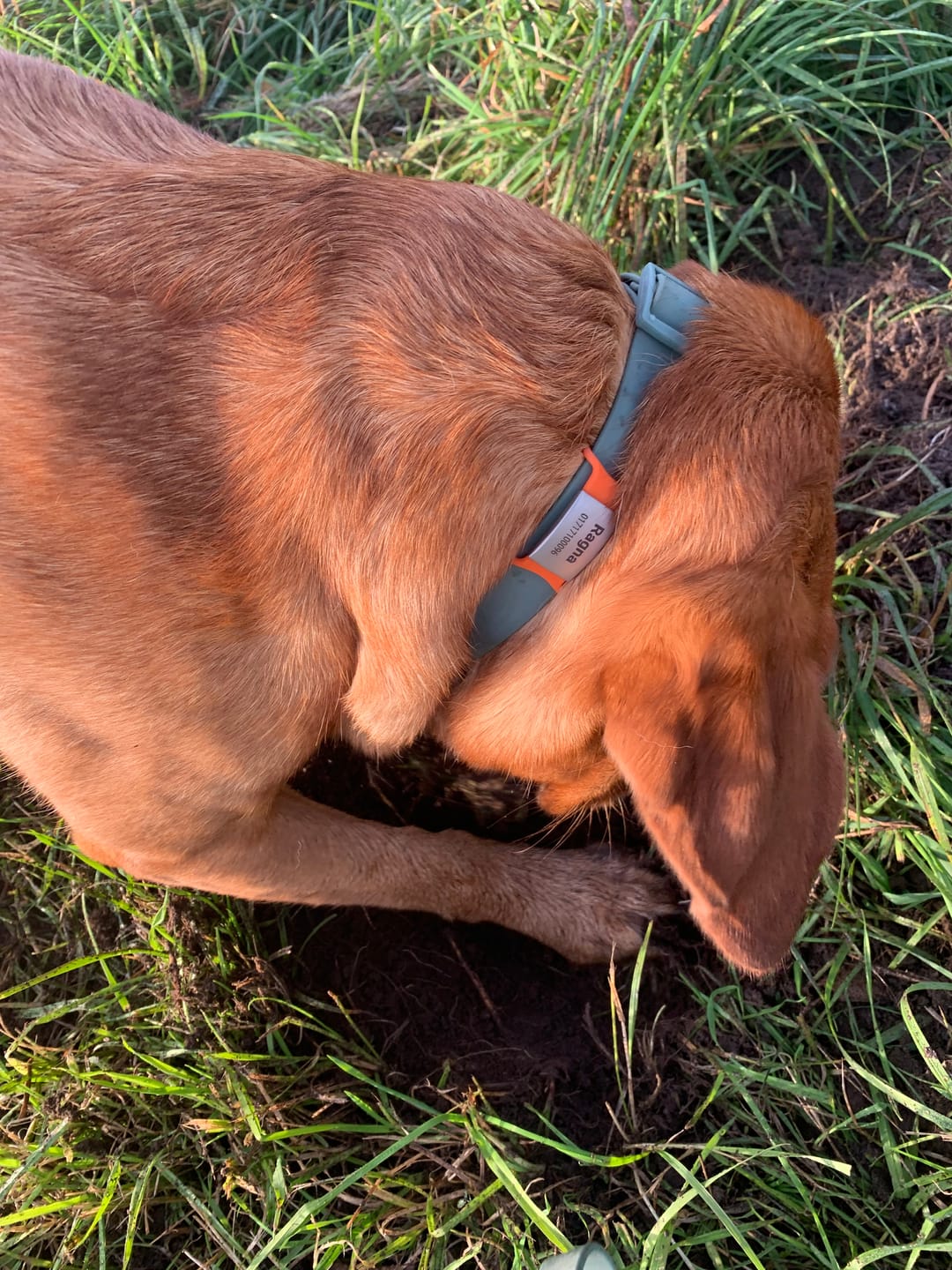 Customer photo review of Klapperfreie Hundemarke Silikonslider mit Edelstahl-Schild für Halsbänder inkl. GRATIS Gravur