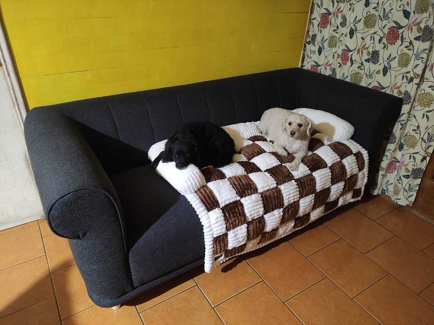 Customer photo review of Cubre Sofa Signature - THE DOGS