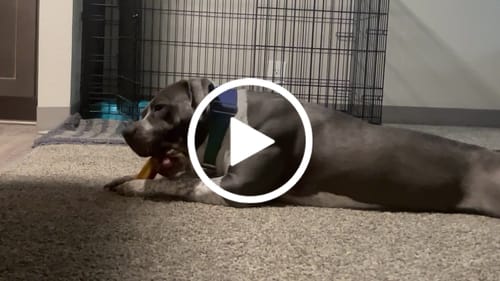 Customer video review of Long-Lasting Yak Chews — 6 Flavor Pack