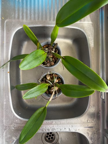 Customer photo review of Cattleya Orchid – Orchidaceae – Cattleya spp. - 50mm & 100mm Potted Mericlone